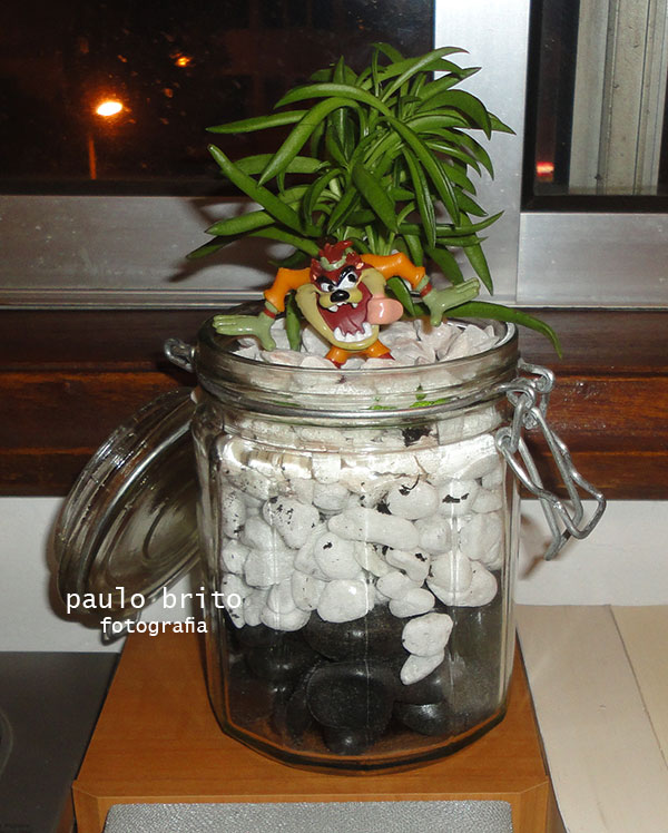 cacto
