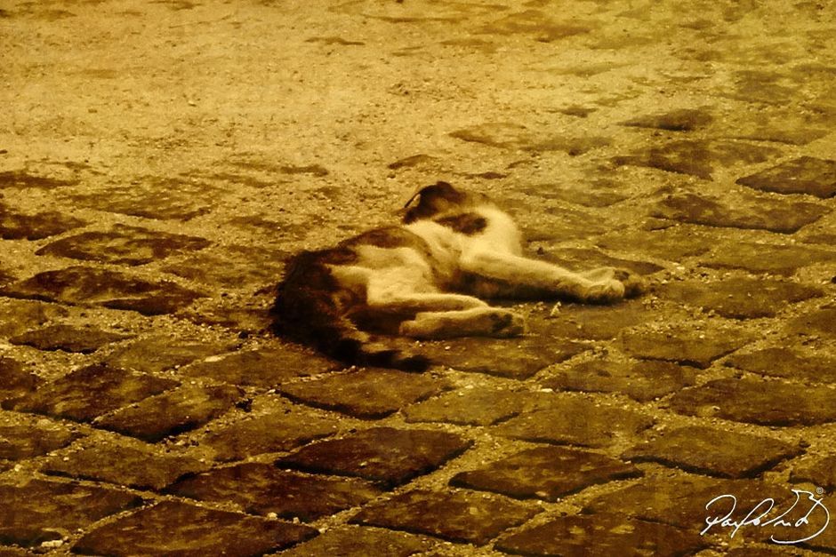 gato morto